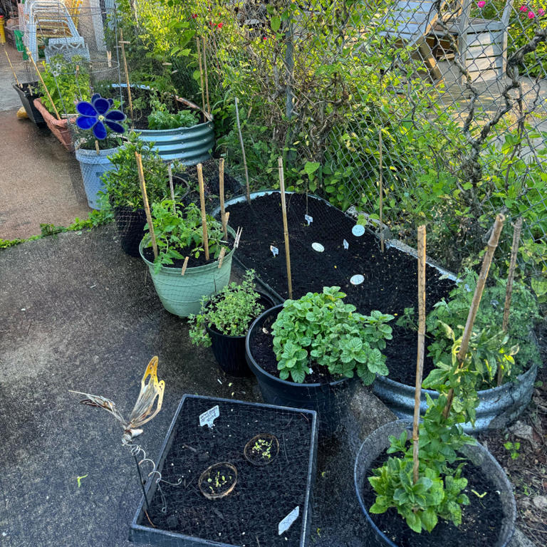 No backyard, no problem. Raised garden beds make gardening easy no ...