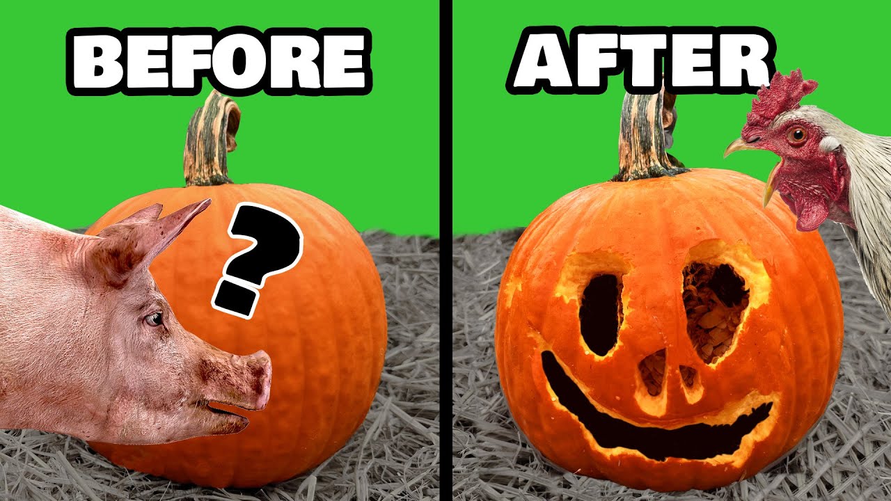 Farm animals compete to carve pumpkins on the homestead
