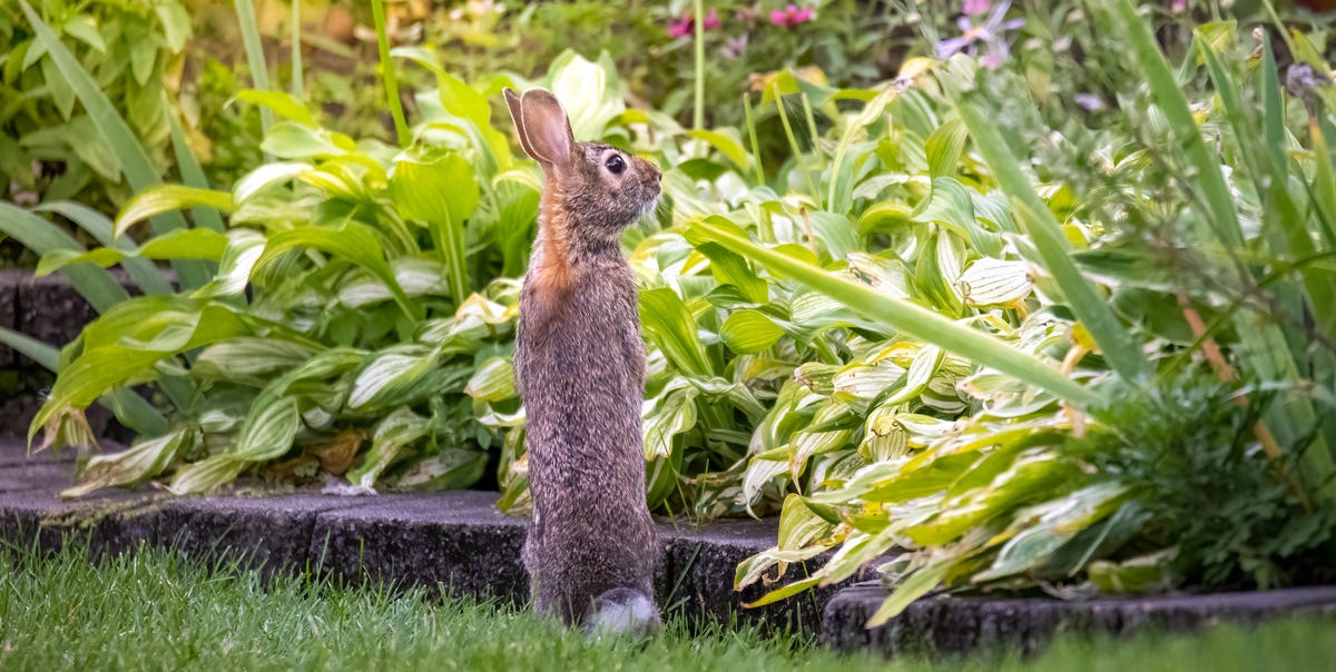 How to Stop Rabbits From Destroying Your Garden