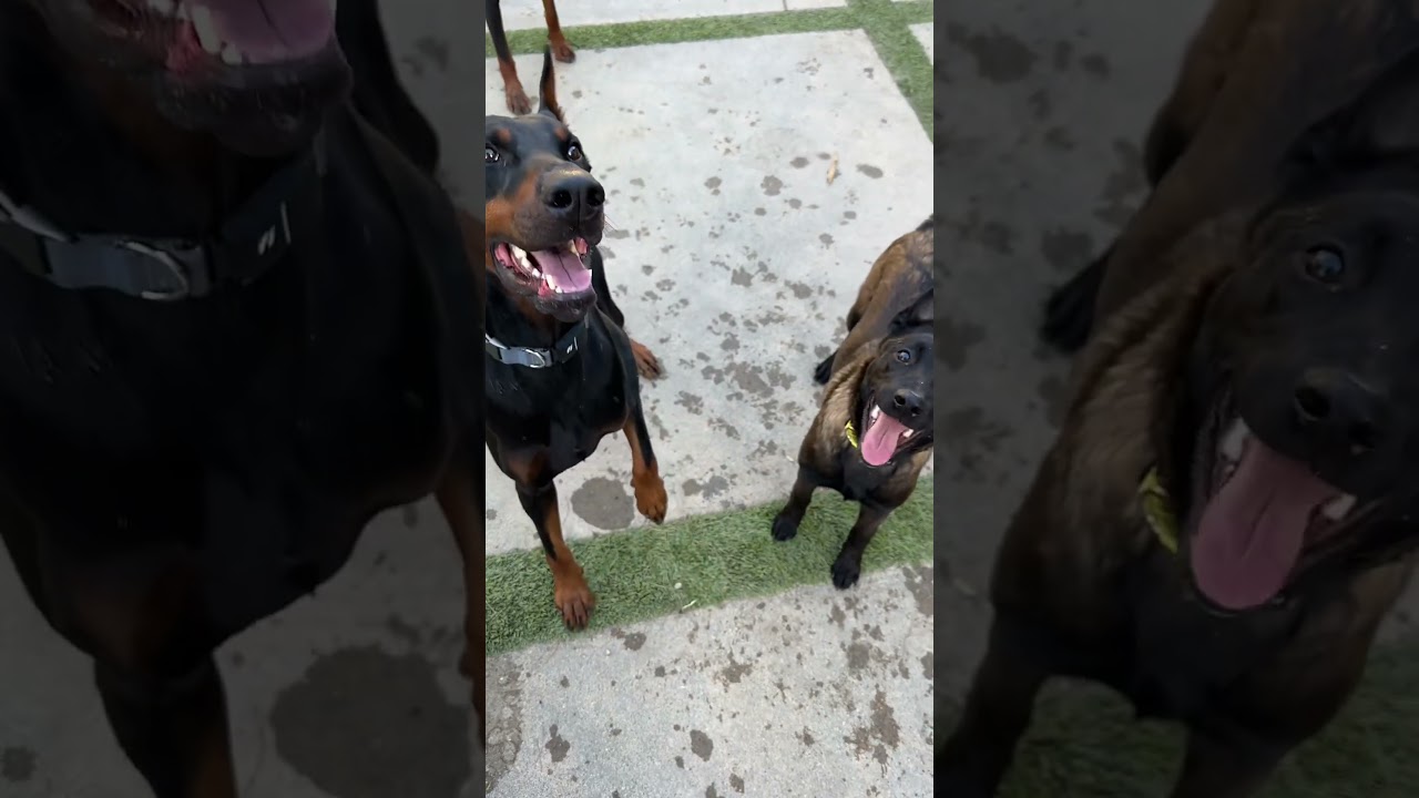 Owners try to tell Belgian Malinois and Doberman dogs apart