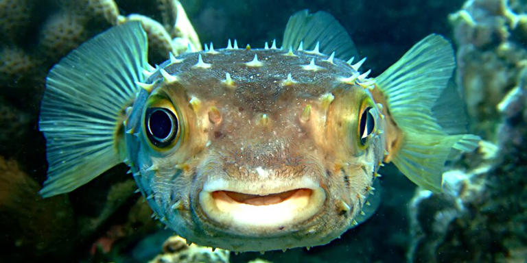 Todes-Fisch jetzt in unseren Urlaubsmeeren