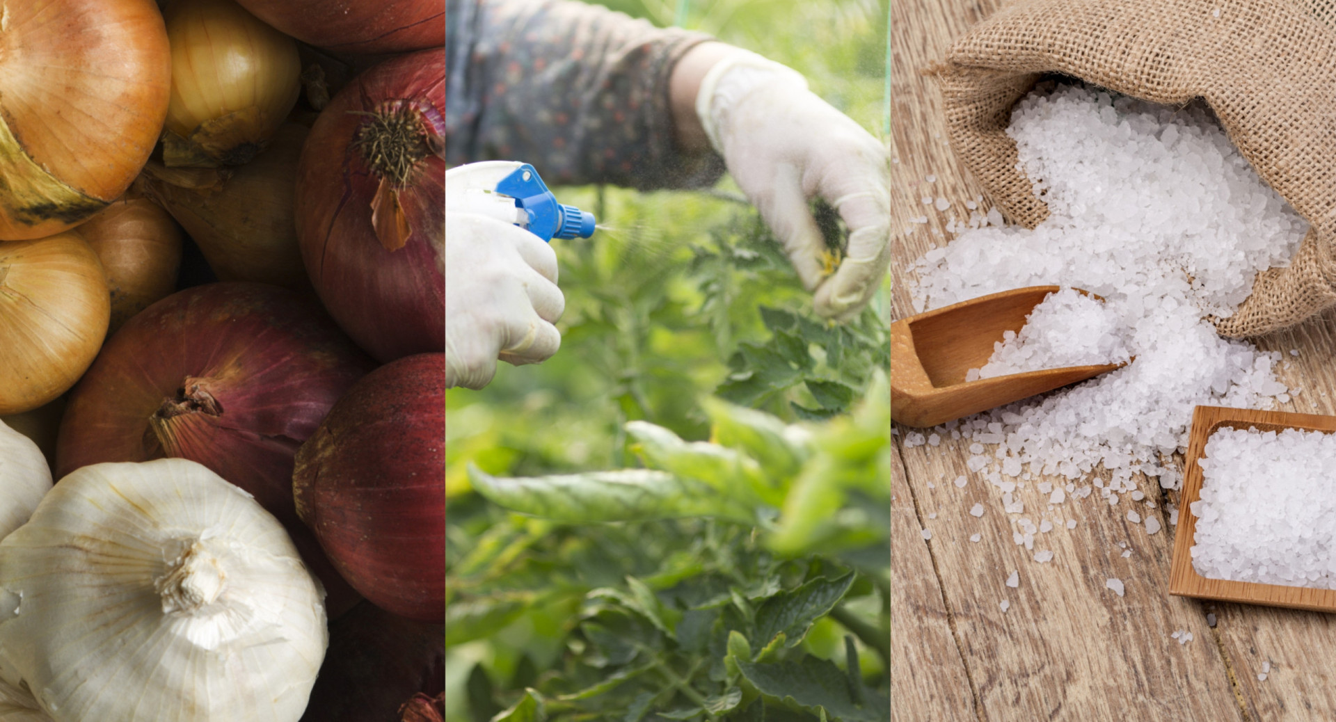 jardinez-sans-produits-chimiques-alternatives-naturelles-aux-pesticides