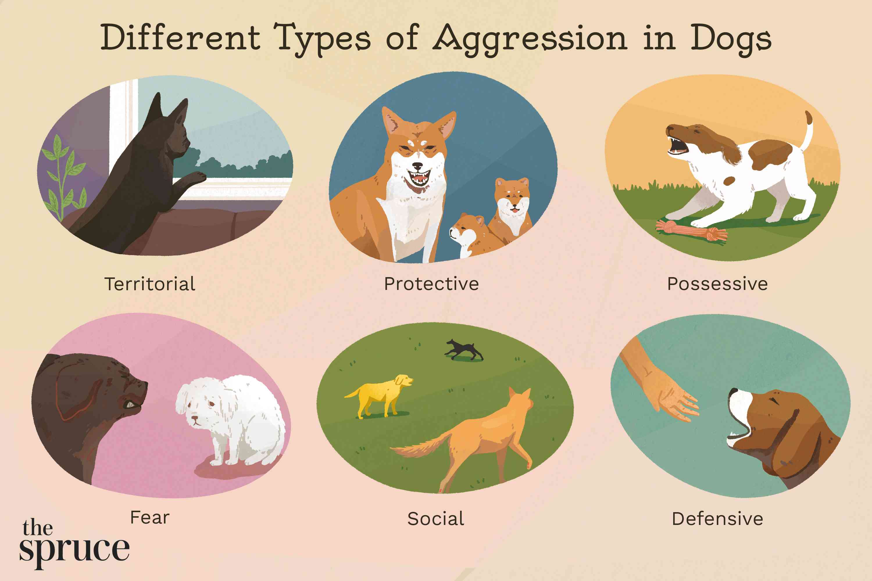 How to Stop Dog Aggression: Real Strategies That Work