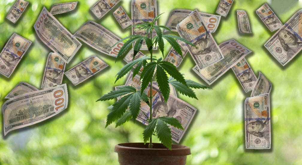 Cannabis Co. C21 Investments Reports Stub Period Revenue Of $4.5M ...