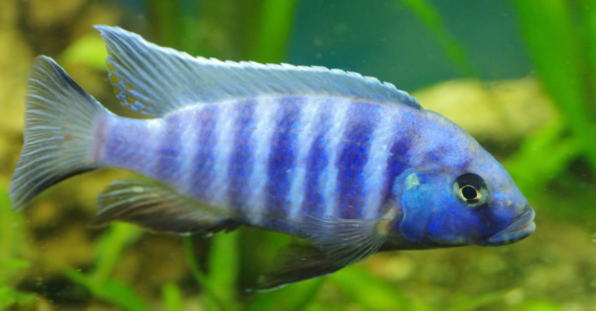 These Are the Best Blue Fish You Can Buy for Your Aquarium