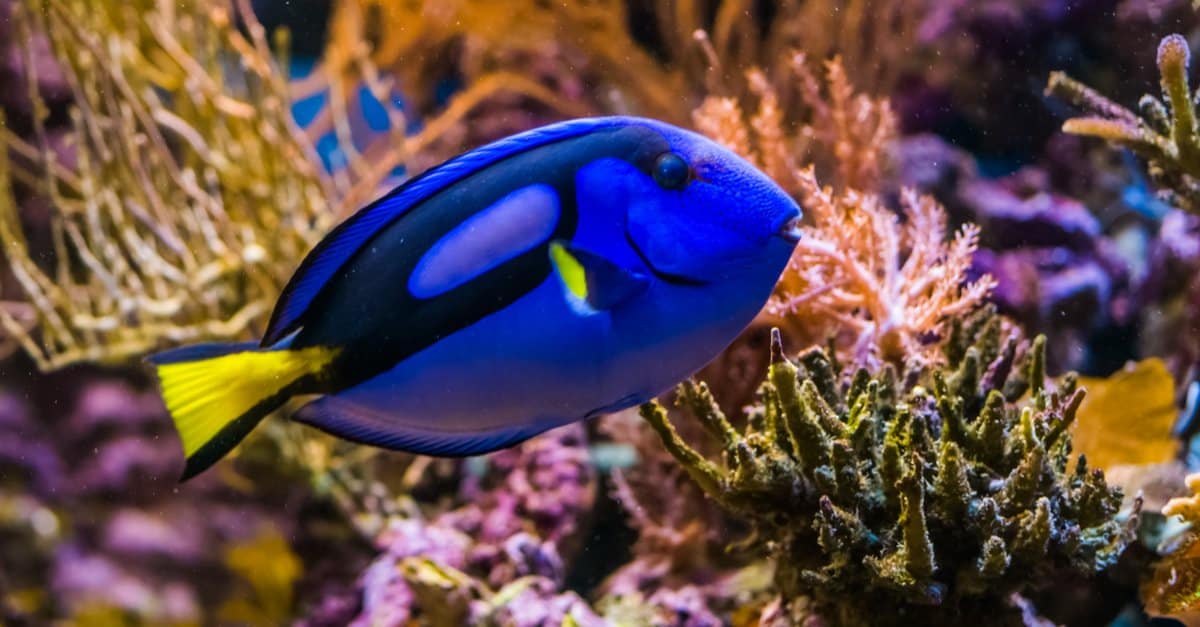 Blue Fish That Look Stunning in an Aquarium