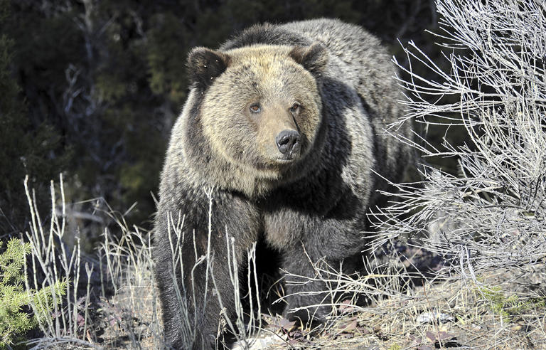 US to Keep Protecting Rocky Mountain Grizzly Bears Despite GOP Objections