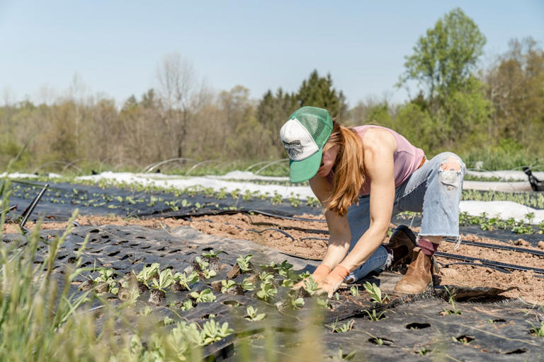 Impact on Agriculture (image credits: unsplash)