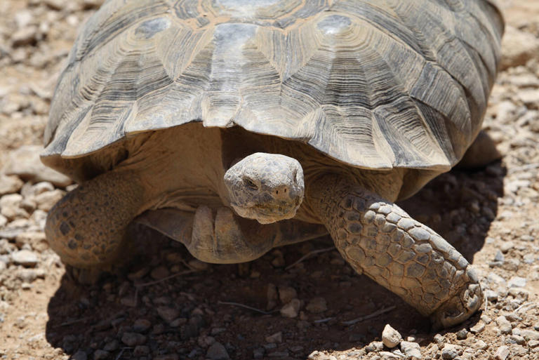 Southern Nevada’s Desert Tortoises Getting Help To Cross The Road