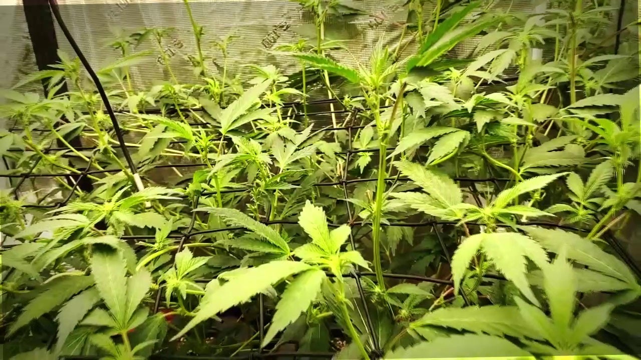 Minnesota offering $2 million to help farmers in cannabis industry
