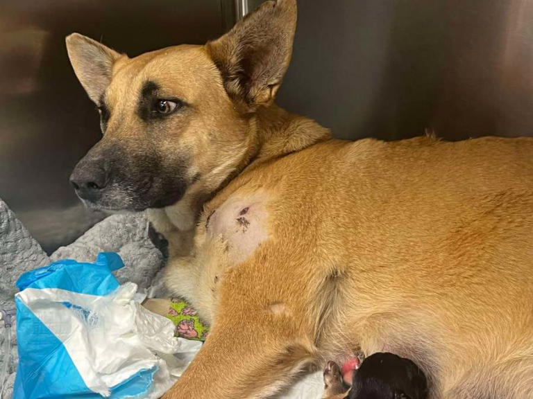 Dog Shot Several Times After Giving Birth To 11 Pups; Rescue Group 