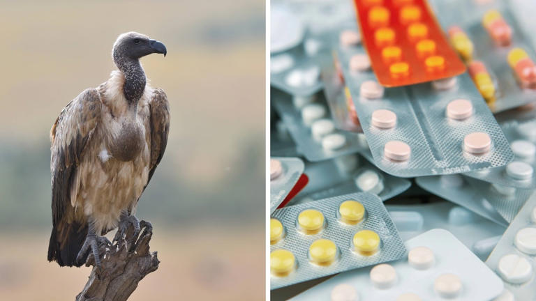 Widely Used Animal Painkiller Nimesulide Banned Over Toxicity Threat To 