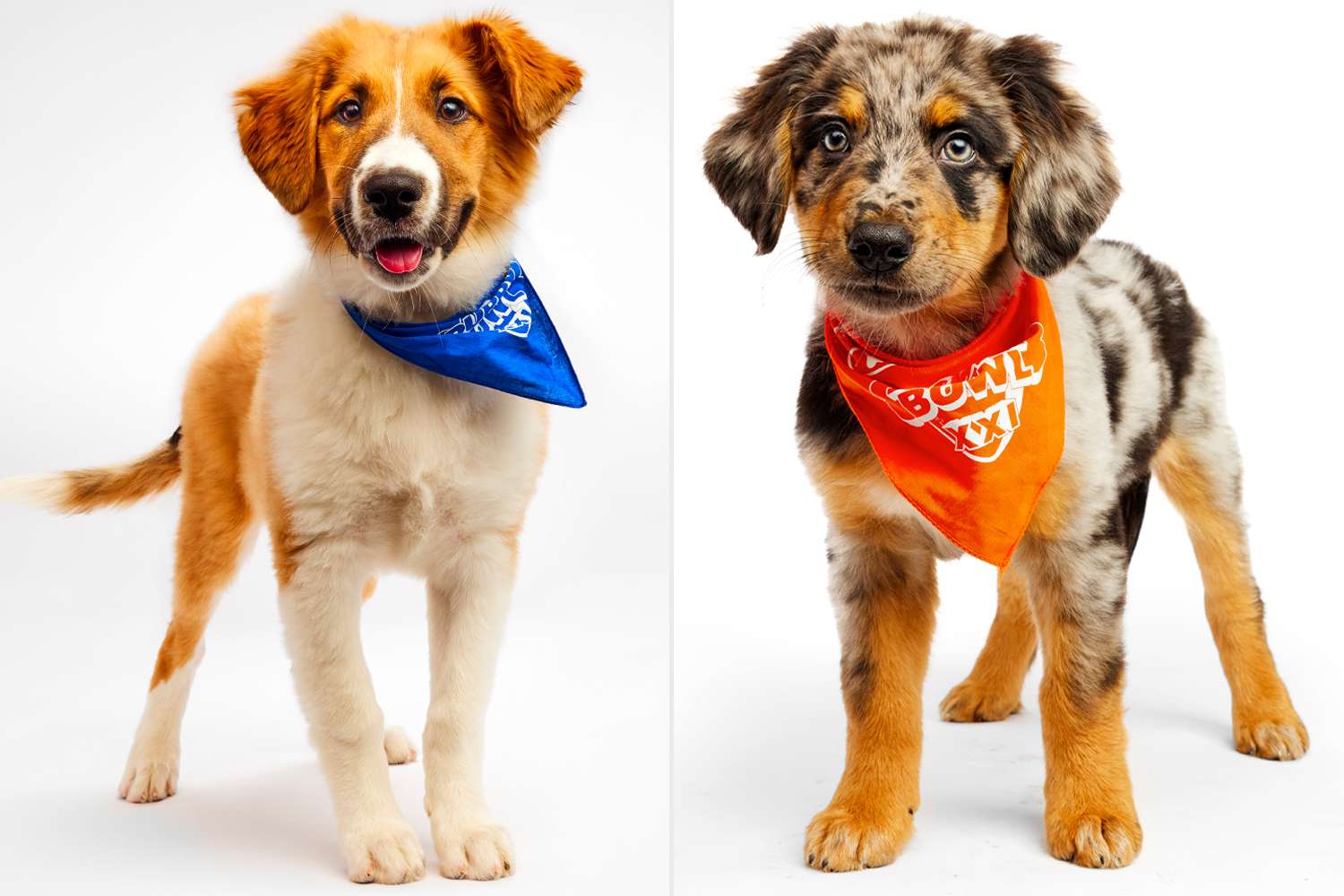 Puppy Bowl 2025 Is Almost Here! And it Will Be Packed with a RecordBreaking 142 Adoptable Pups