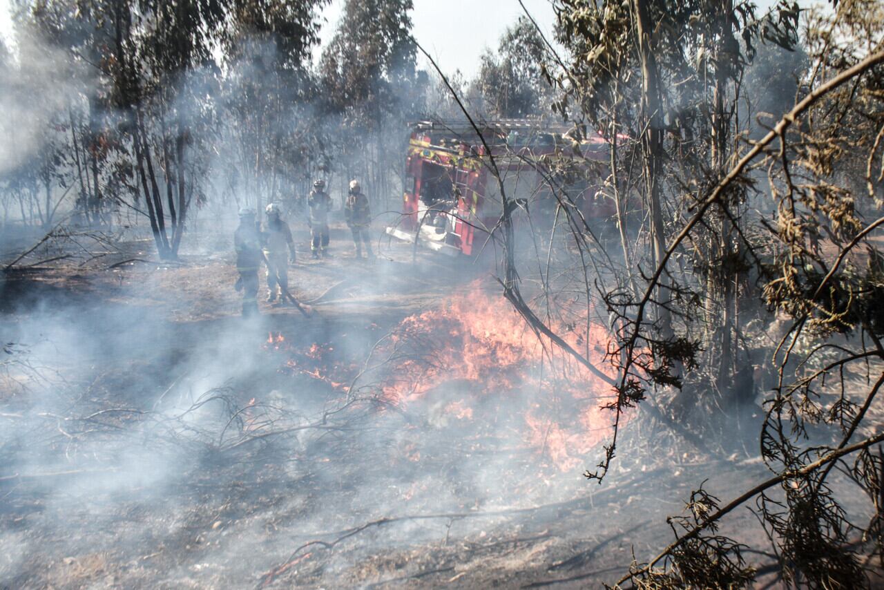 Incendios forestales en la zona centro-sur: declaran alerta roja para ...