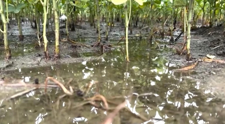 Incoming Winter Weather To Assist Enc Farmers With Certain Crops