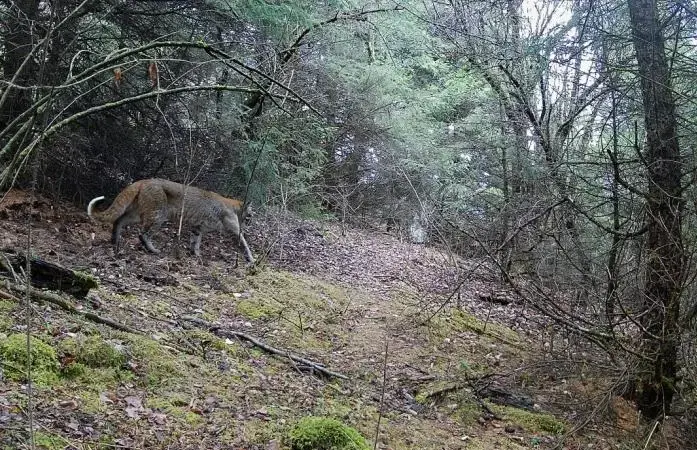 四川阿坝发现“黄虎”，身形矫健性情凶猛，一张大花脸十分吸睛