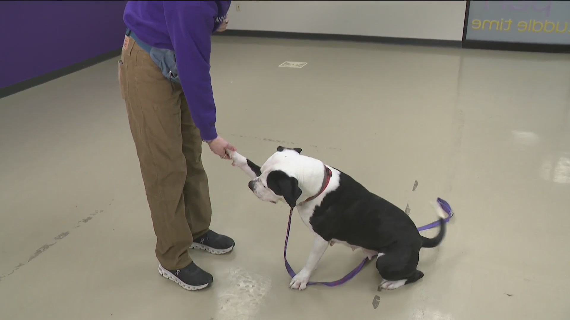 ARL introduces adoptable pup Scotty and highlights upcoming programs