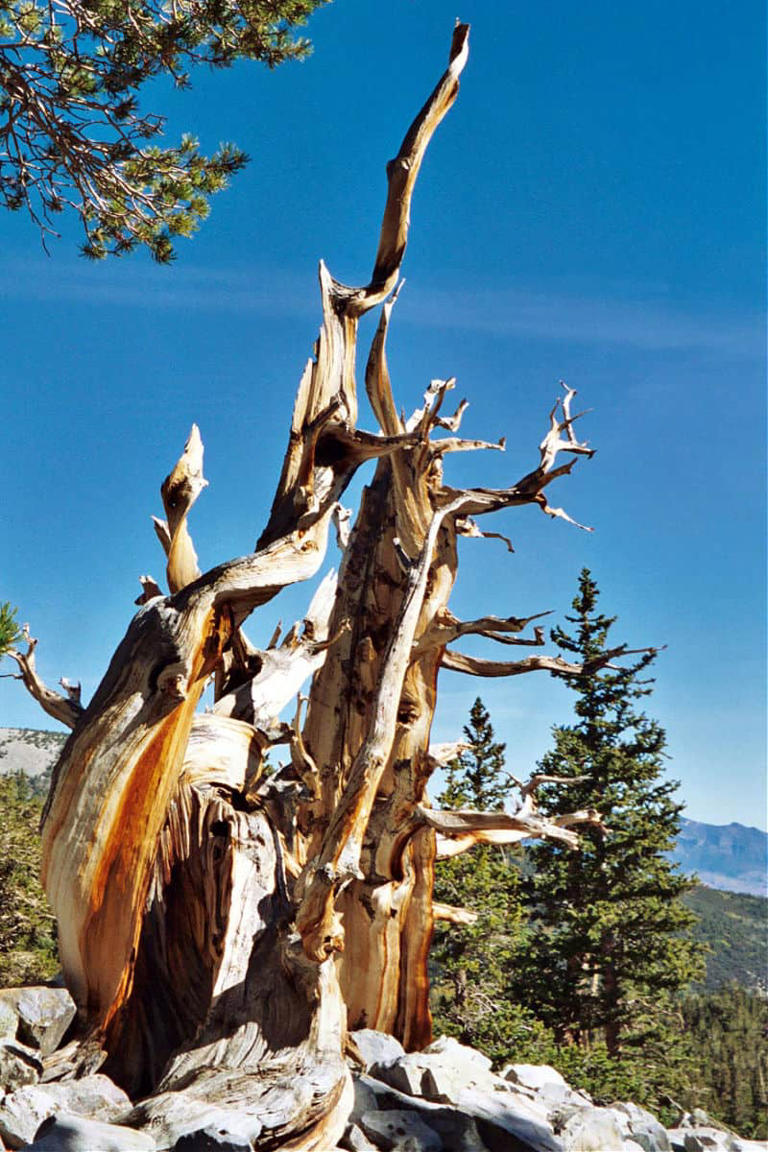 BEST THINGS TO DO IN GREAT BASIN NATIONAL PARK - NEVADA