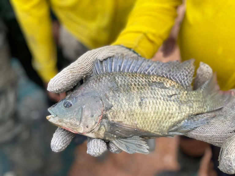 กรมประมงเดินหน้าเข้มจัดการปลาหมอคางดำ มั่นใจควบคุมสถานการณ์ได้