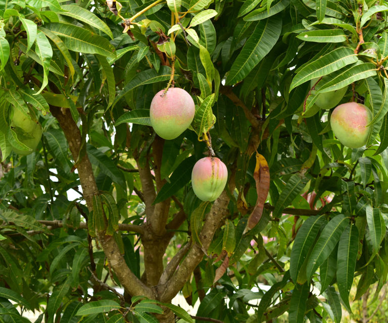 How and when to prune a mango tree to keep it healthy and productive
