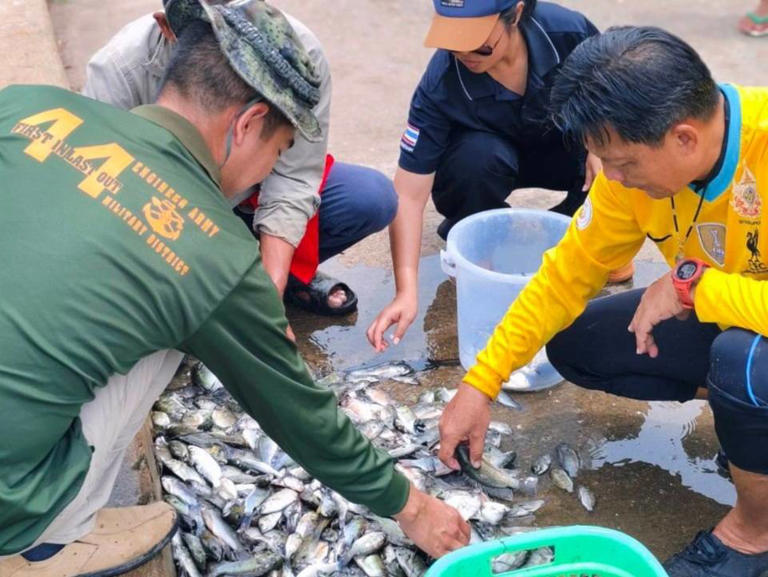 กรมประมงเดินหน้าเข้มจัดการปลาหมอคางดำ มั่นใจควบคุมสถานการณ์ได้