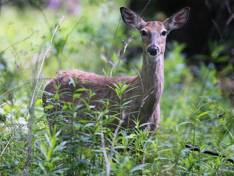 Point Pelee National Park To Close For Second Deer Cull In 2 Months