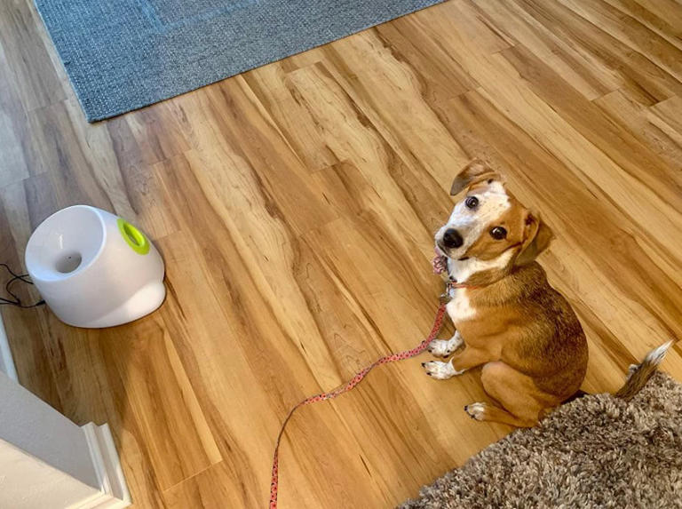 40 Cool Pet Inventions Bound To Make You The Envy Of Every Pet Parent ...