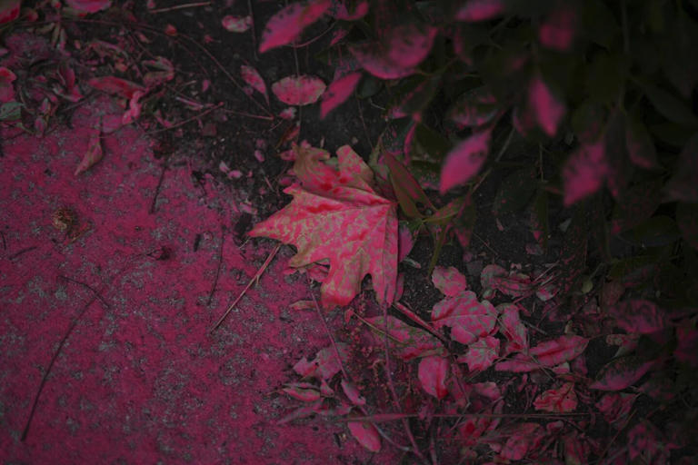 Una hoja de árbol cubierto por el polvo rosa utilizado como retardante de fuego, visible tras la intervención aérea en el área incendiada. / AP.