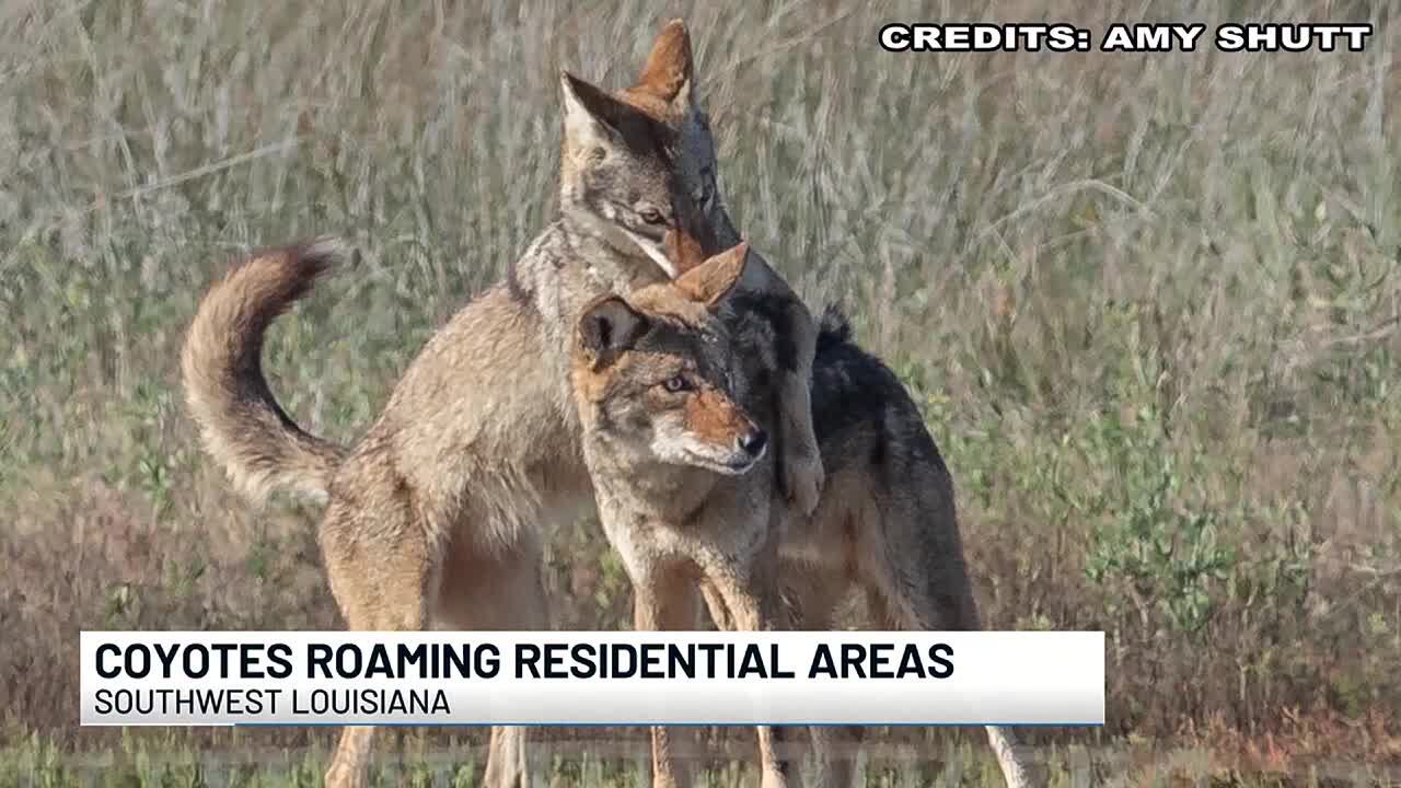 Wildlife professional explains recent increase of coyote sightings near
