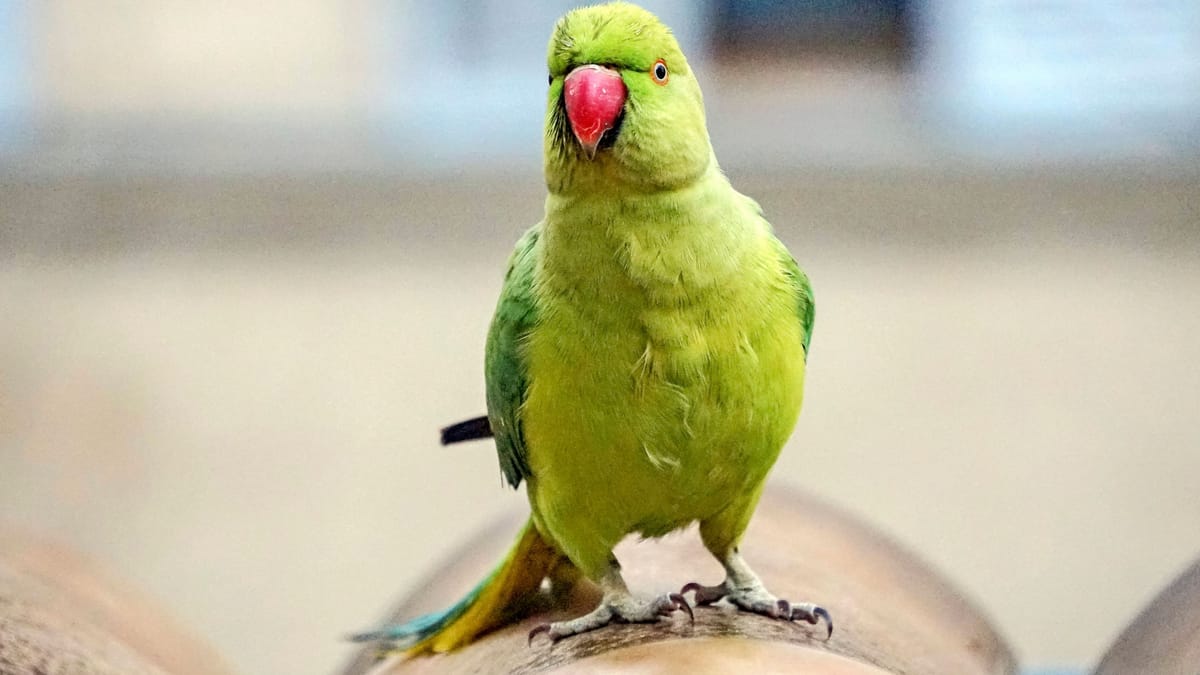 Köln: Grüne Papageien kapern Garten von Kölner Influencerin