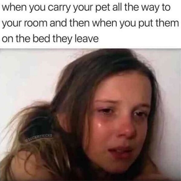 45 Funny Cat Memes That Prove They