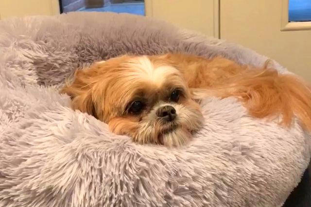 Kelly Ripa/Instagram Kelly Ripa and Mark Consuelos' dog Chewie