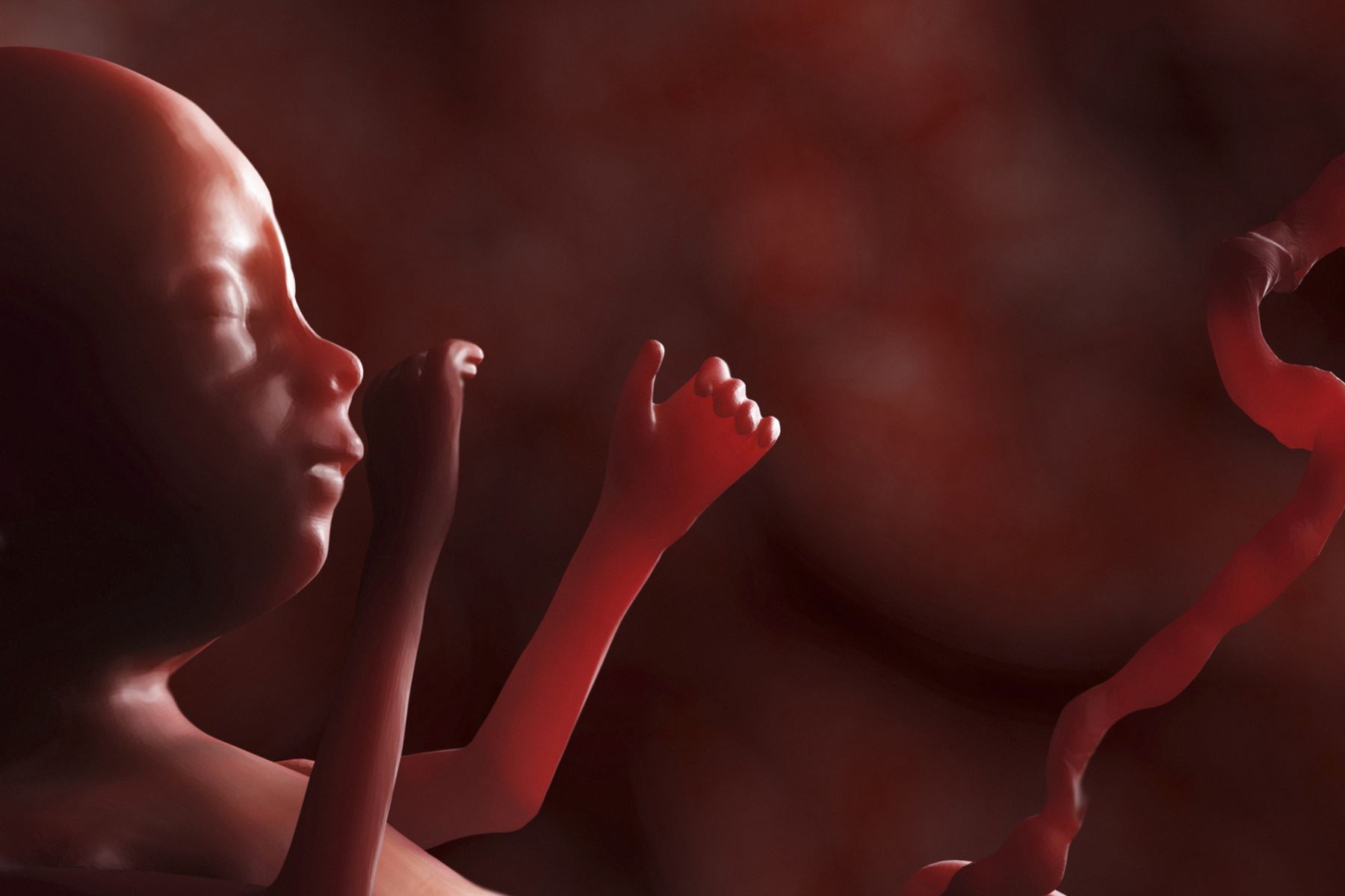 Slide 15 de 21: Babies in the womb grow 8,000 new brain cells every second. New-born babies can recognise their motherâs face after just a few hours.