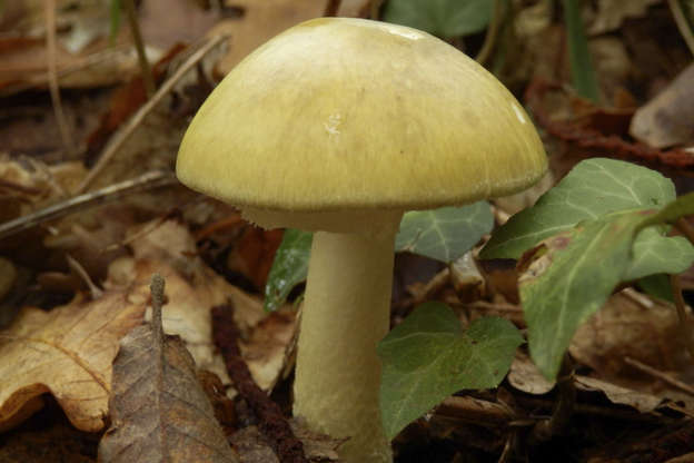Slide 5 of 18: Some wild mushrooms look innocent but are actually lethal, like the Death Cap (pictured). Take a bite and you're likely to experience abdominal pain and vomiting. Eaten in large amounts they can cause liver, kidney and heart damage, which may ultimately lead to death.
