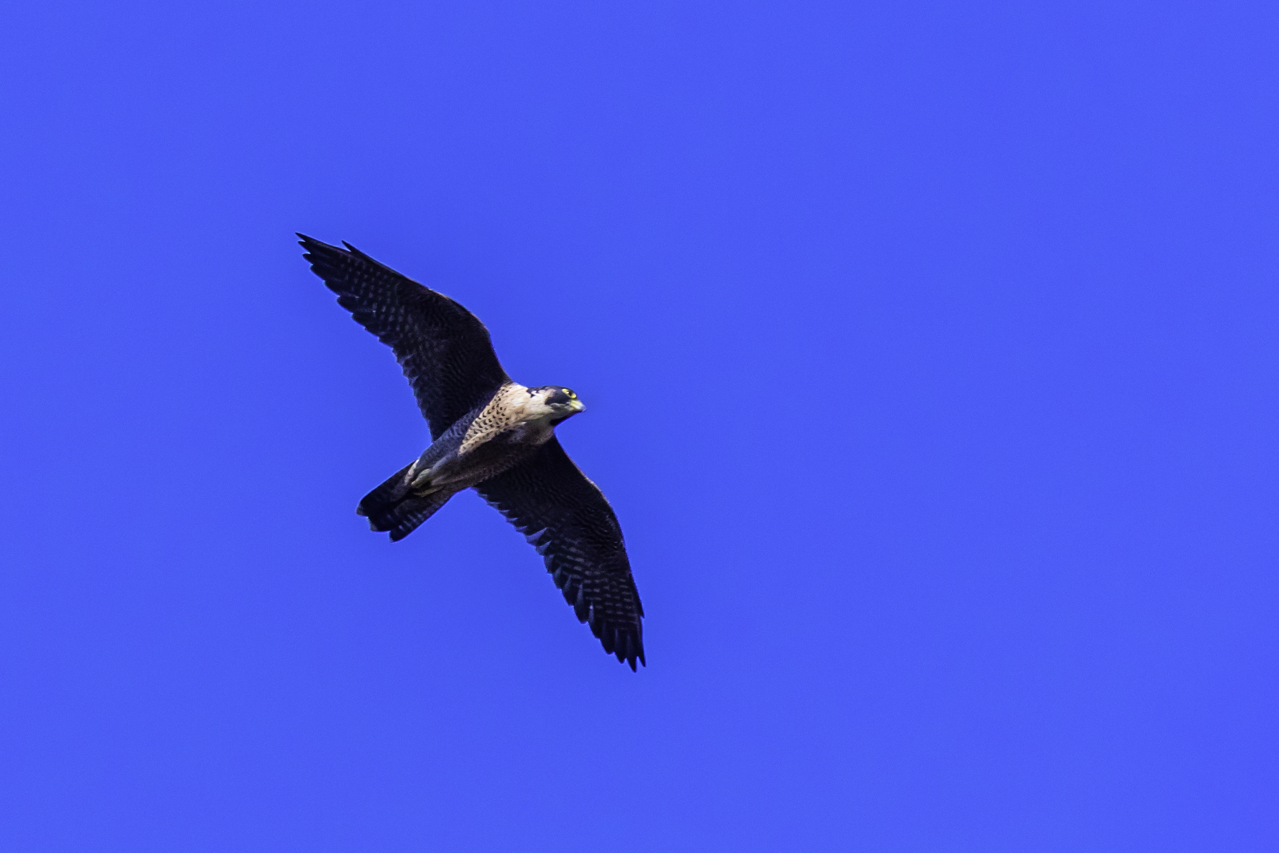 Quiz How Much Do You Know About Birds