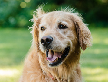 Quiz Connaissez Vous Les Races De Chiens
