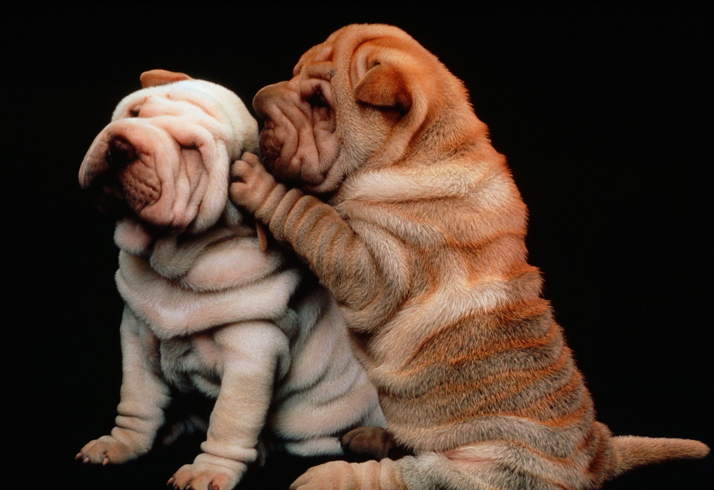 Quiz Connaissez Vous Les Races De Chiens