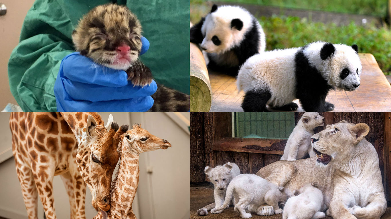 可愛すぎる 世界各地の動物園で誕生した 動物の赤ちゃん