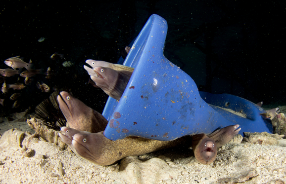 Διαφάνεια 9 από 11: Toilet dumped in sea, home for moray eels. Plastic ocean pollution