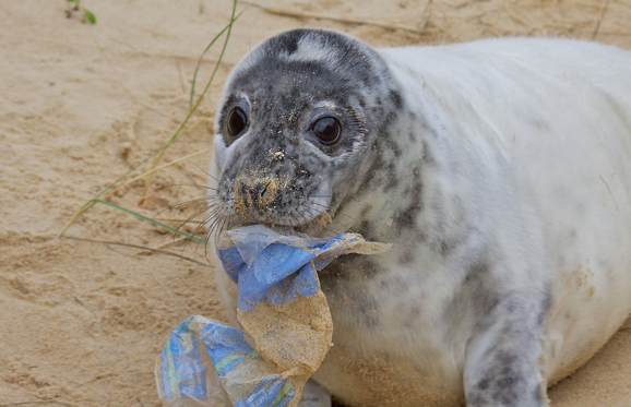 Διαφάνεια 5 από 11: Grey seal pup, Halichoerus grypus, with rubbish, on the breeding beaches at Horsey, Norfolk, UK.