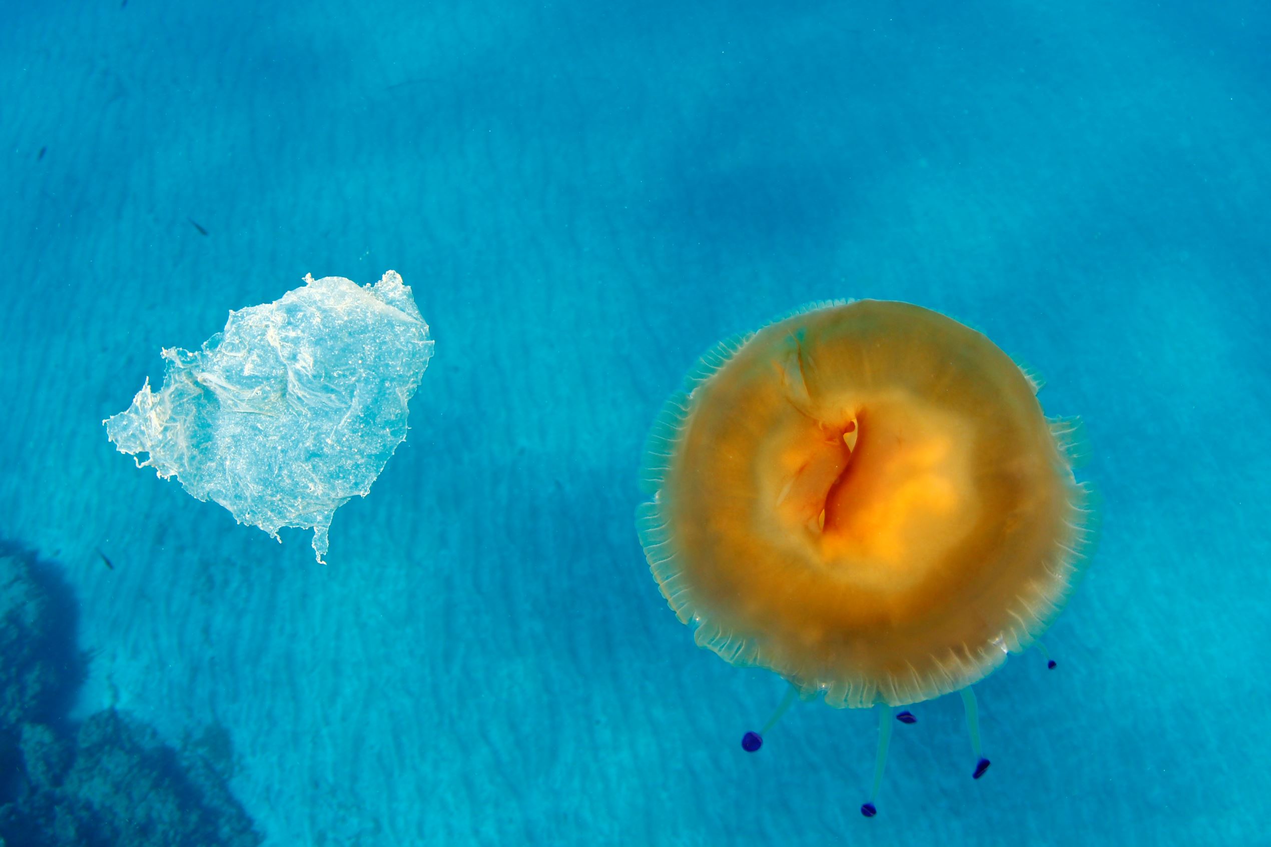 Διαφάνεια 2 από 11: Plastic is very dangerous for the sea wildlife, many animals confused this plastic with jellyfishes and eat them.