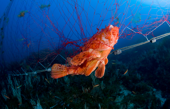 Διαφάνεια 6 από 11: Great Rockfish trapped in Net, Scorpaena scrofa, Pantelleria Island, Mediterranean Sea, Italy