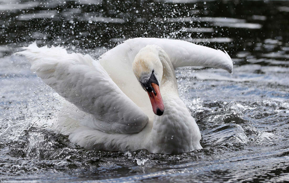 Slide 14 of 33: A swan splashes about in the Serpentine, Hyde Park, London.