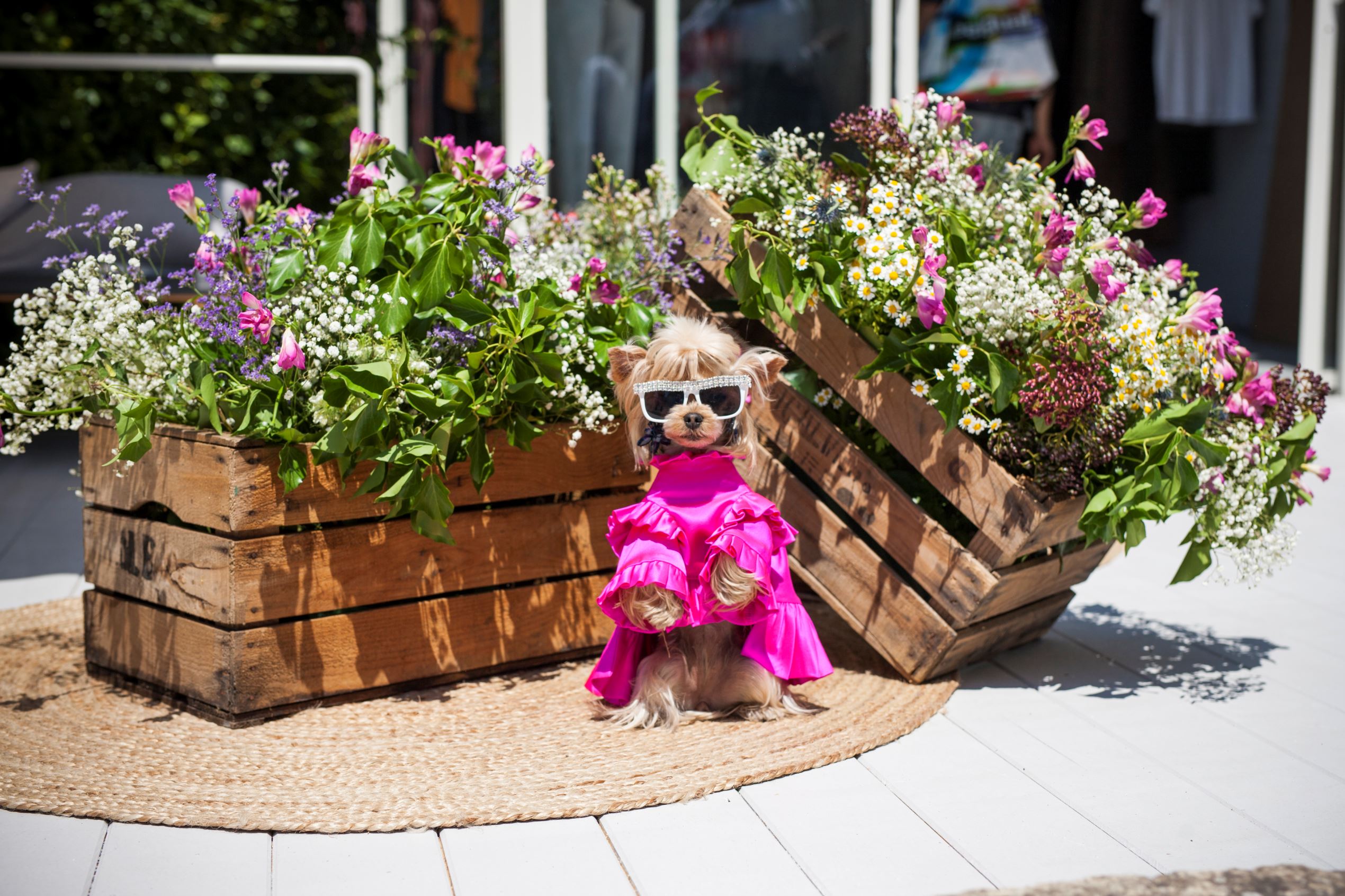 Slide 20 of 33: FLORENCE, ITALY - JUNE 13: Little Lola Sunshine the dog wears a a neon silk dress inspired by Off-White during Pitti Immagine Uomo 92. at Fortezza Da Basso on June 13, 2017 in Florence, Italy. (Photo by Claudio Lavenia/Getty Images)