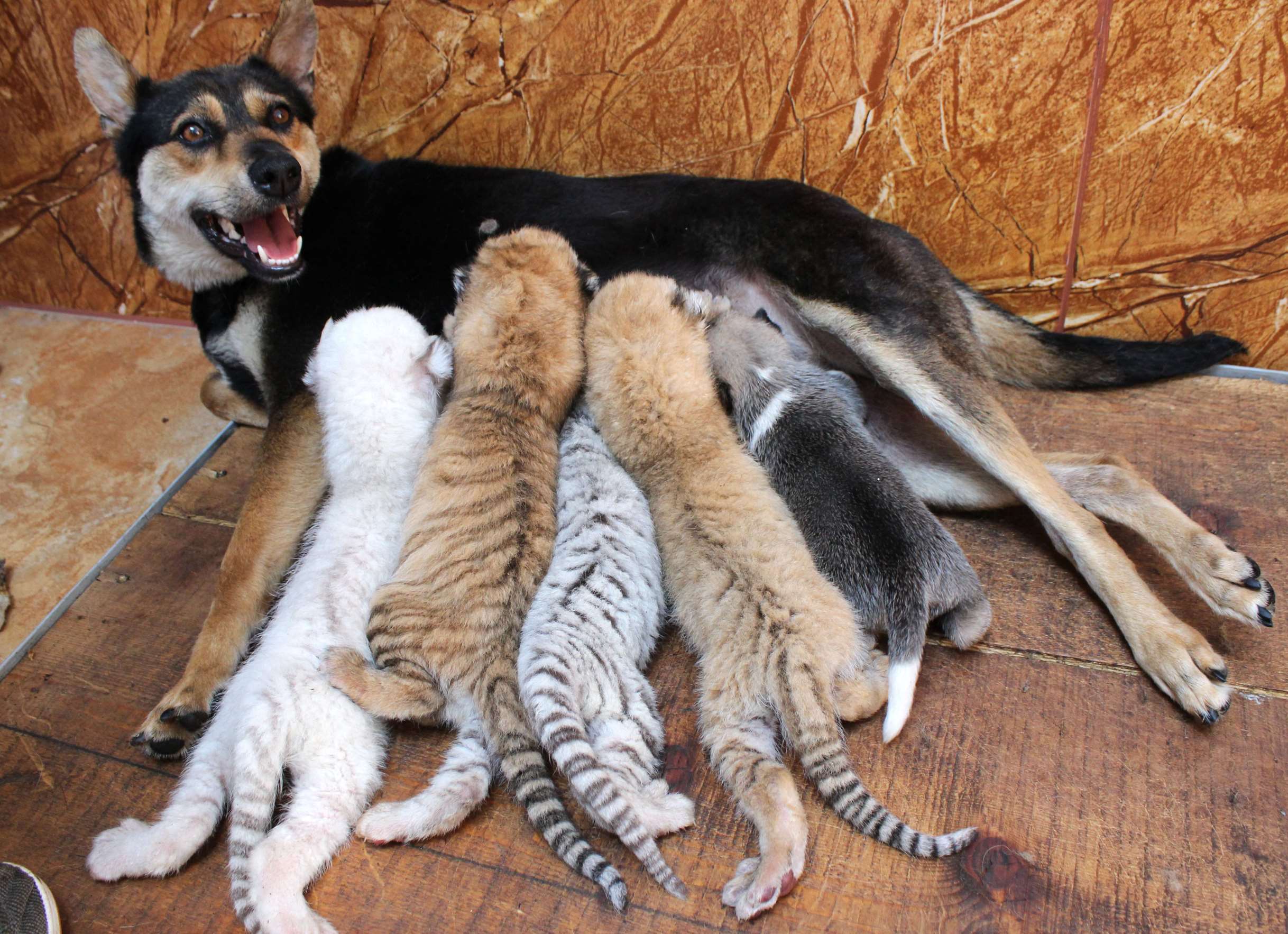 Slide 30 of 33: Orphaned tiger cubs suckle from a dog, Rongcheng Nature Reserve, Shandong Province, China - 14 Jun 2017 Orphaned tiger cubs suckle from a dog, Rongcheng Nature Reserve