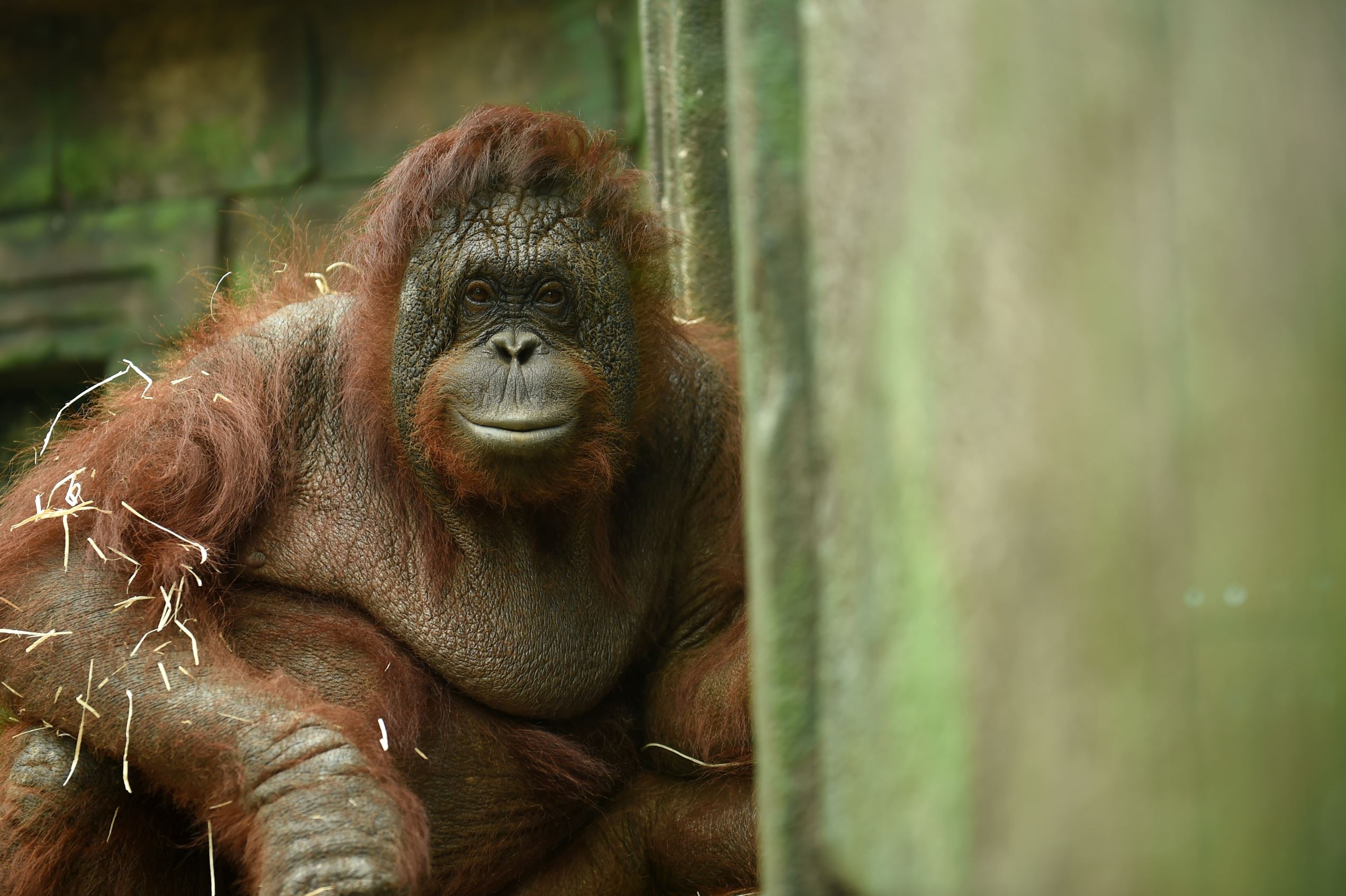 Animal pictures of the month: June 2017