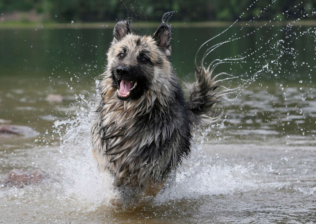 Slide 8 of 40: A German Shepherd runs in the water along the bank of the Yenisei River on a hot summer day, with the air temperature at about 30 degrees Celsius (86 degrees Fahrenheit), outside Krasnoyarsk, Siberia, Russia June 23, 2017. REUTERS/Ilya