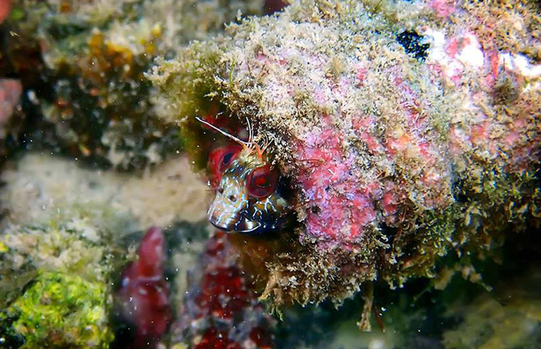 Peixe que vive em garrafa ilustra poluição nos oceanos