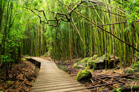Diapositiva 18 de 31: Bosque de bambú