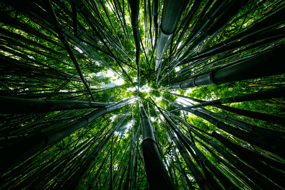 Diapositiva 17 de 31: Bosque de bambú